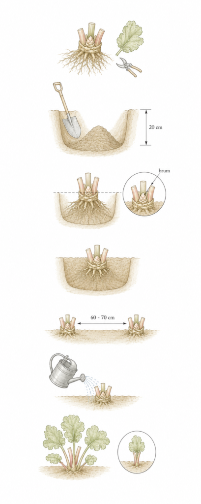 Rhubarb planting instructions
